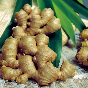 Ginger_and_leaves
